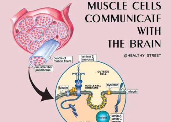 Еве како мускулните клетки комуницираат со мозокот
