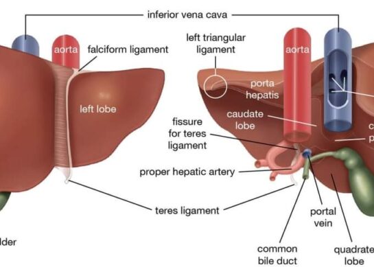 Анатомија и функција на црниот дроб