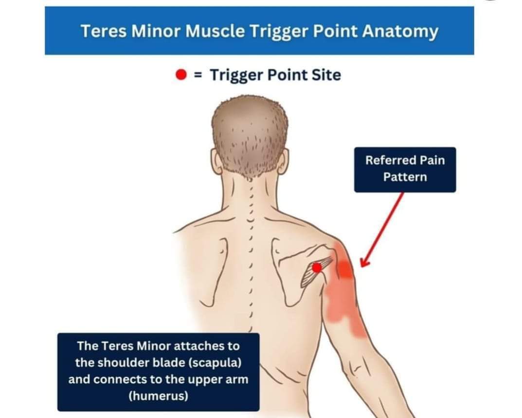 Терес минор мускул /Teres minor muscle